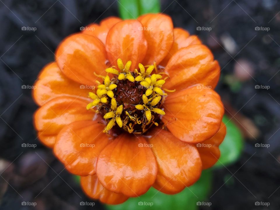 A beautiful bright pumpkin color fall season zinnia flower!