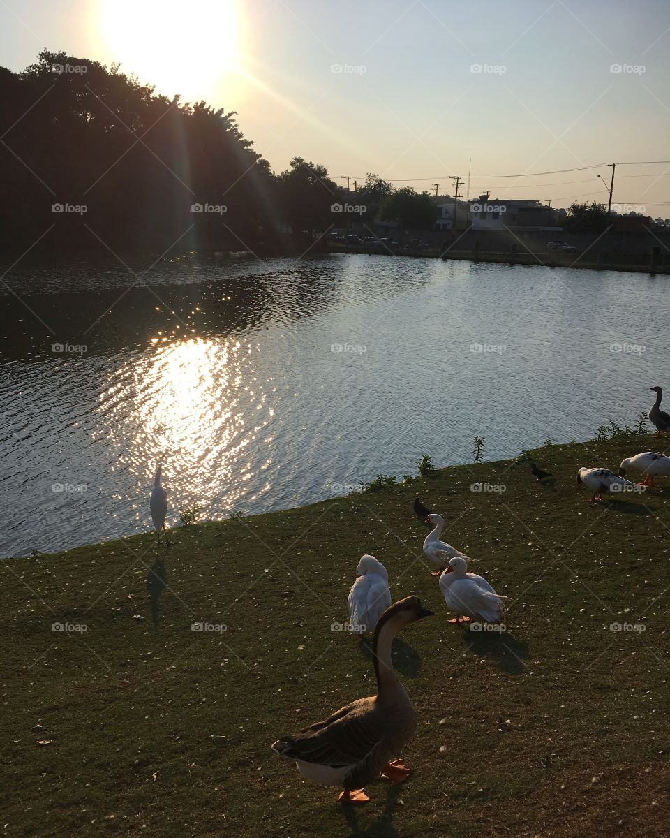 Lago do Jardim Botânico Parque Eloy Chaves (Jundiaí-SP / Brasil): clique do mês passado, mostrando a beleza da Natureza! Collecting Memories!, uma Missão de #Foap - @foap @rafaelporcari #FoapAug18 FoapAug18