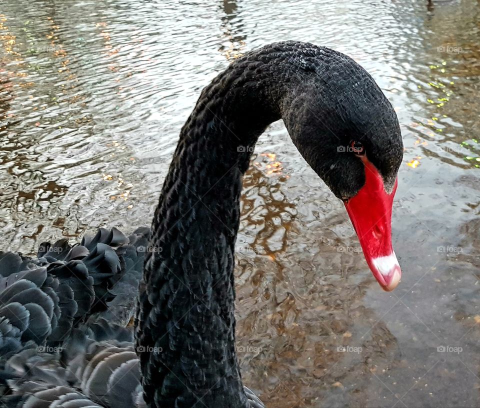 Black Swan