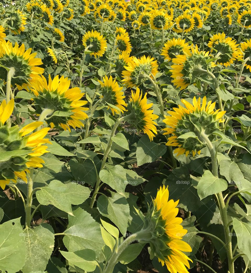 Behind the sunflowers
