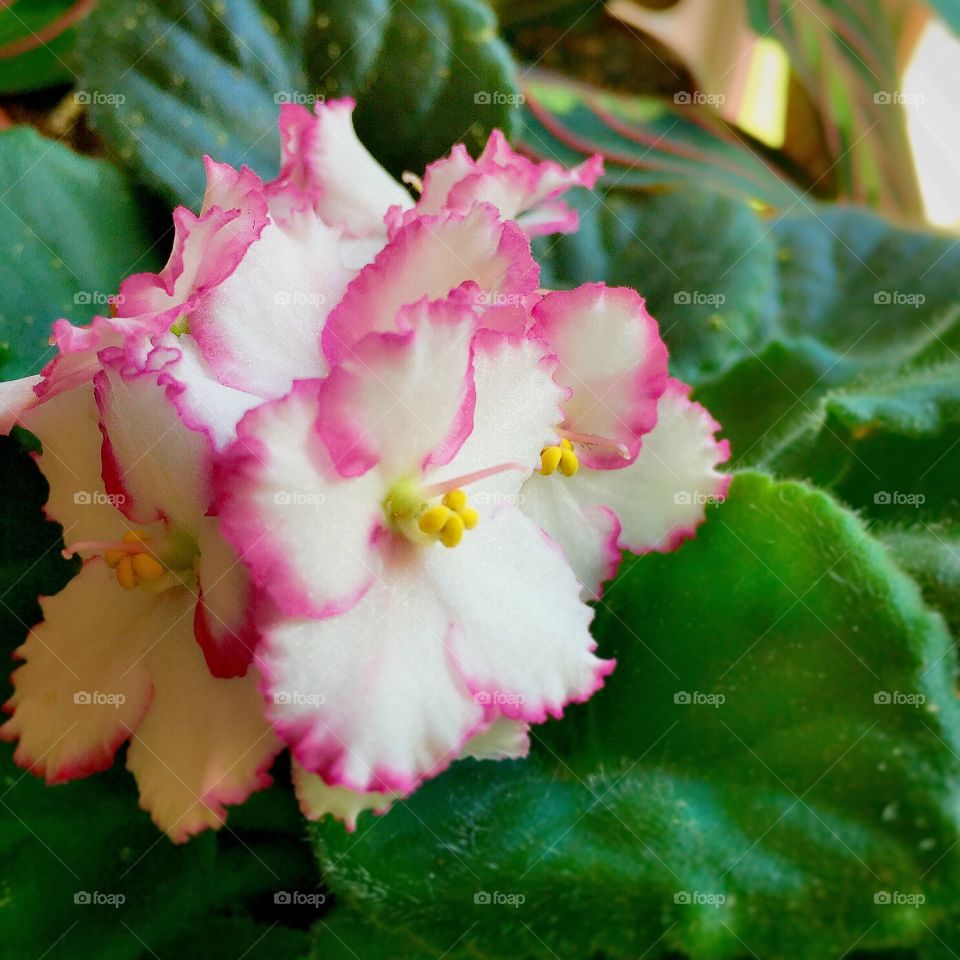 African Violet. African Violet plant