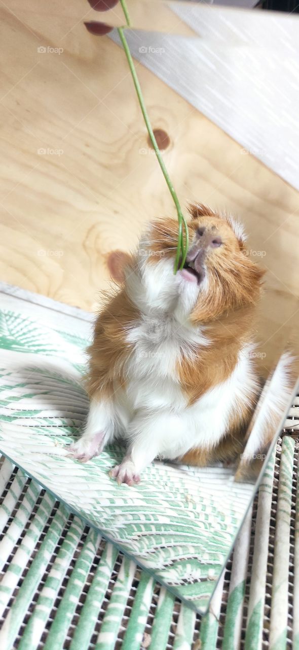 Our pet is a guinea pig named Alvin who loves to eat parsley