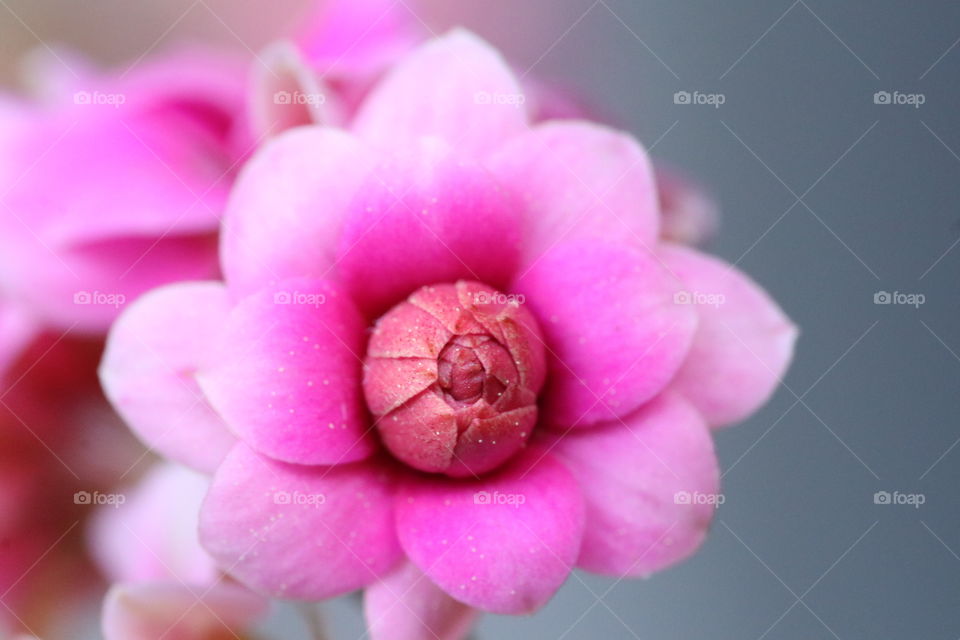 Pink flower