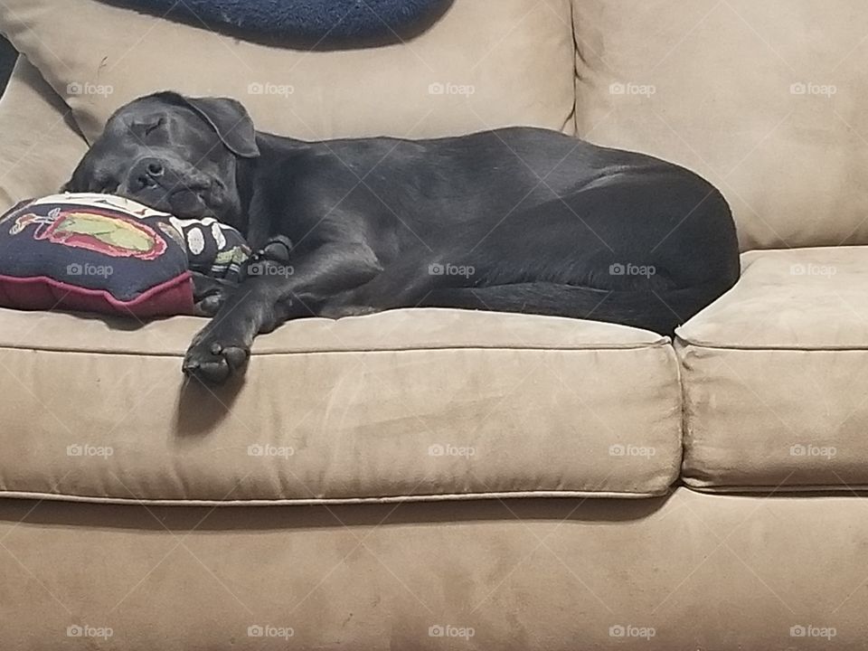 Lazy Black dog on beige couch with head on pillow