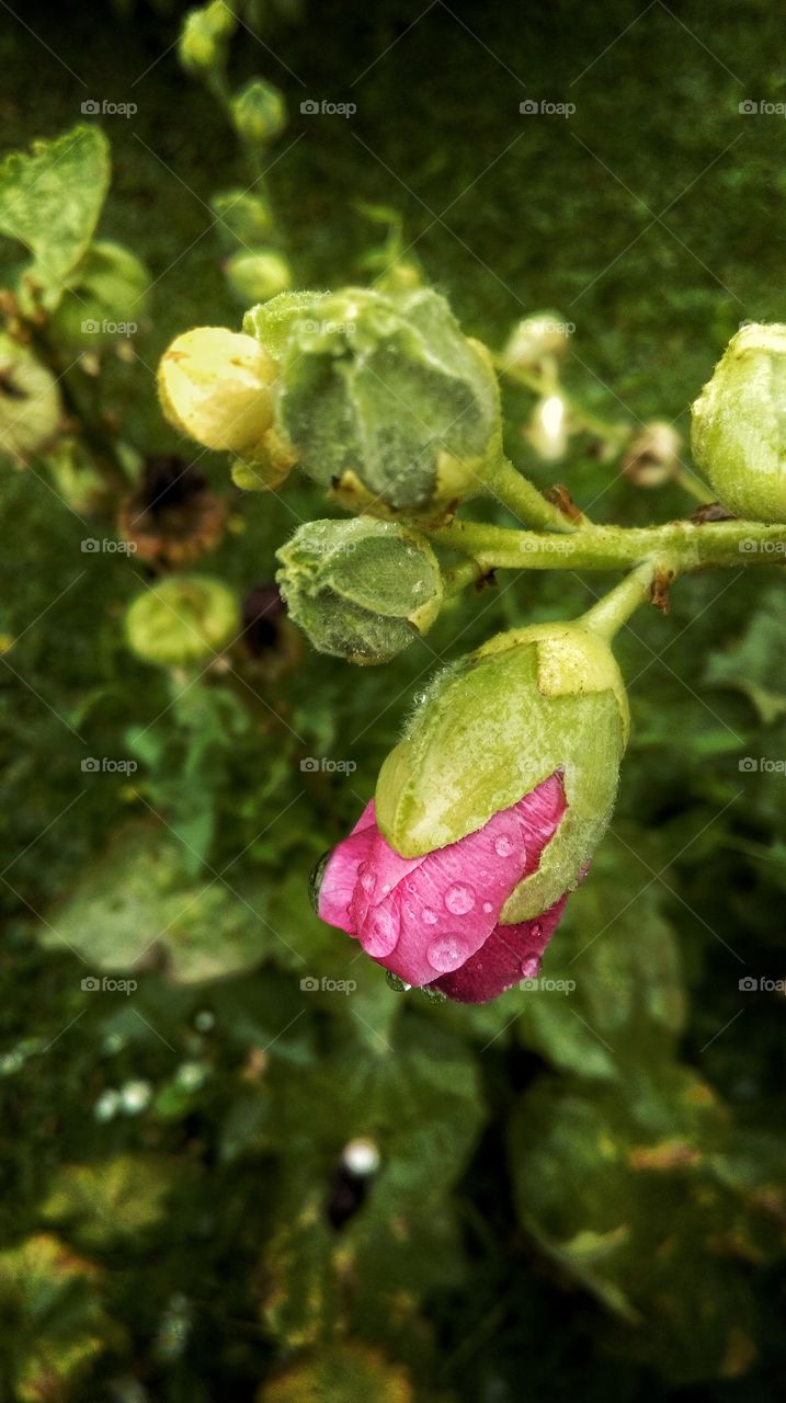 Rain drops on flowers