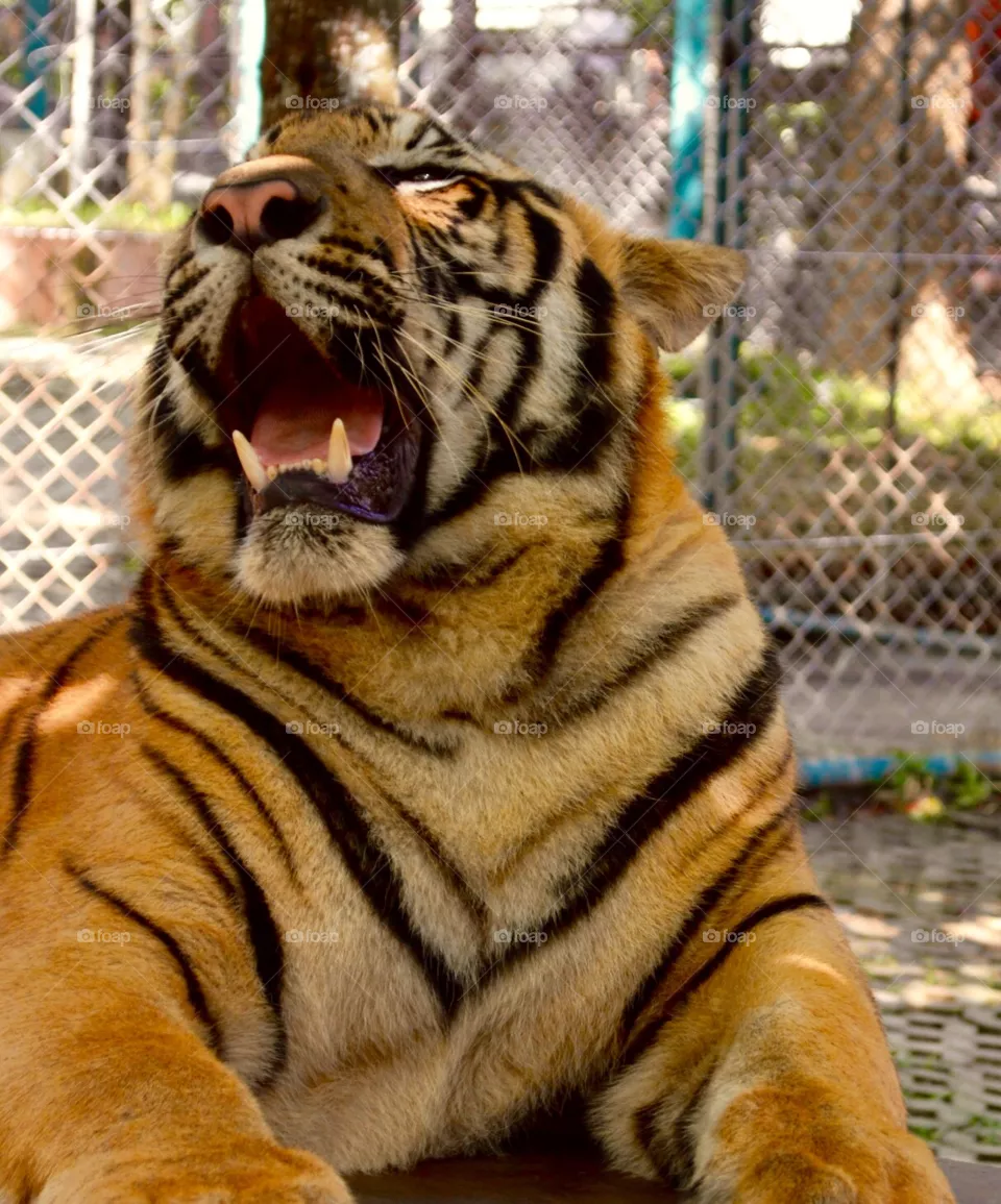 Tiger 