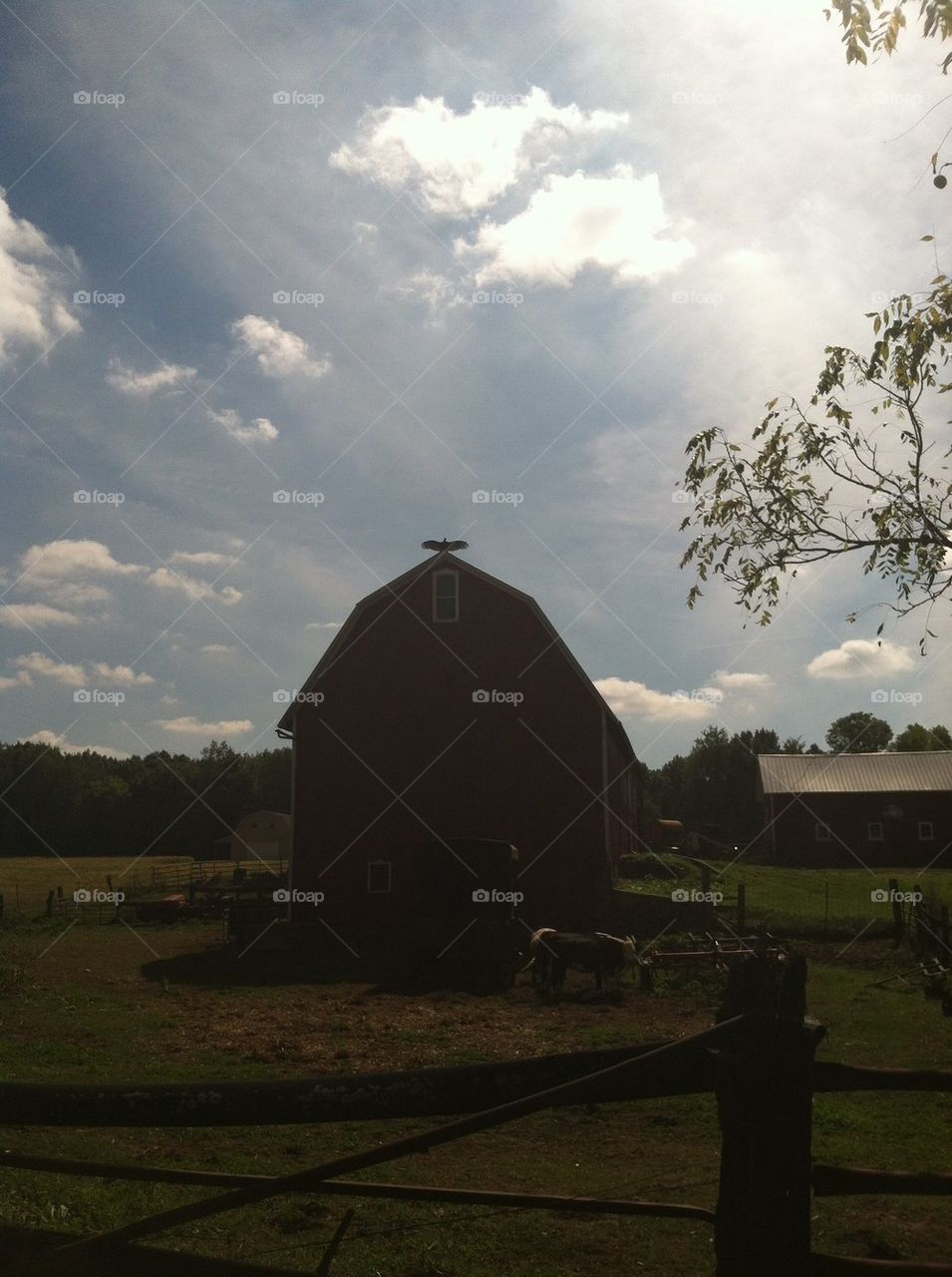 Turkey vulture drying out it's wings 