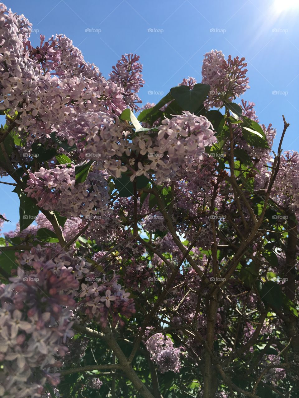 Tree blooming lilacs 