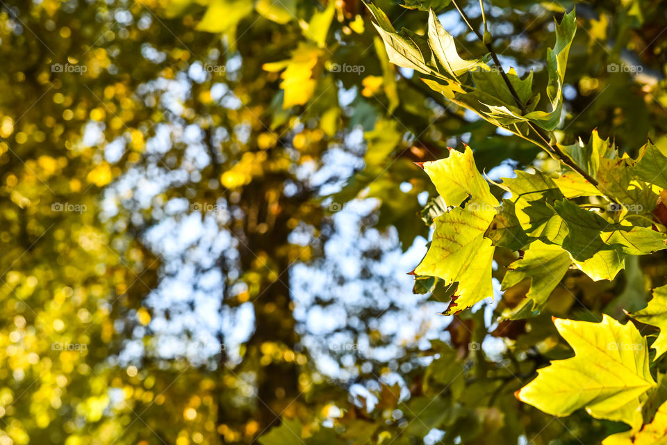 Leaf, Tree, Nature, Season, Flora