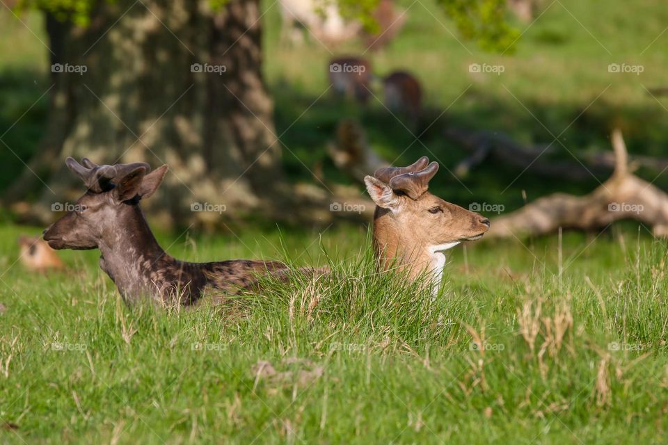 Close-up of deer having a nap in a field