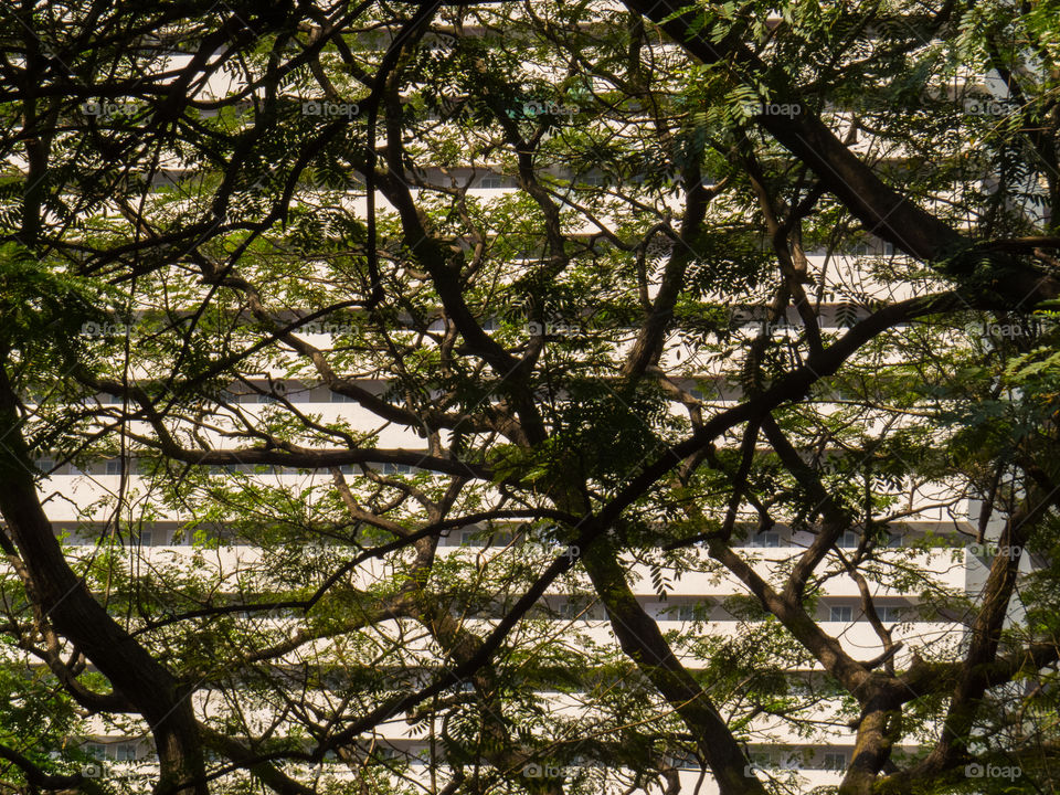 tree and apartments