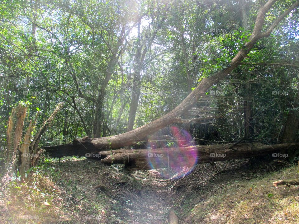 Afternoon stroll through the forest