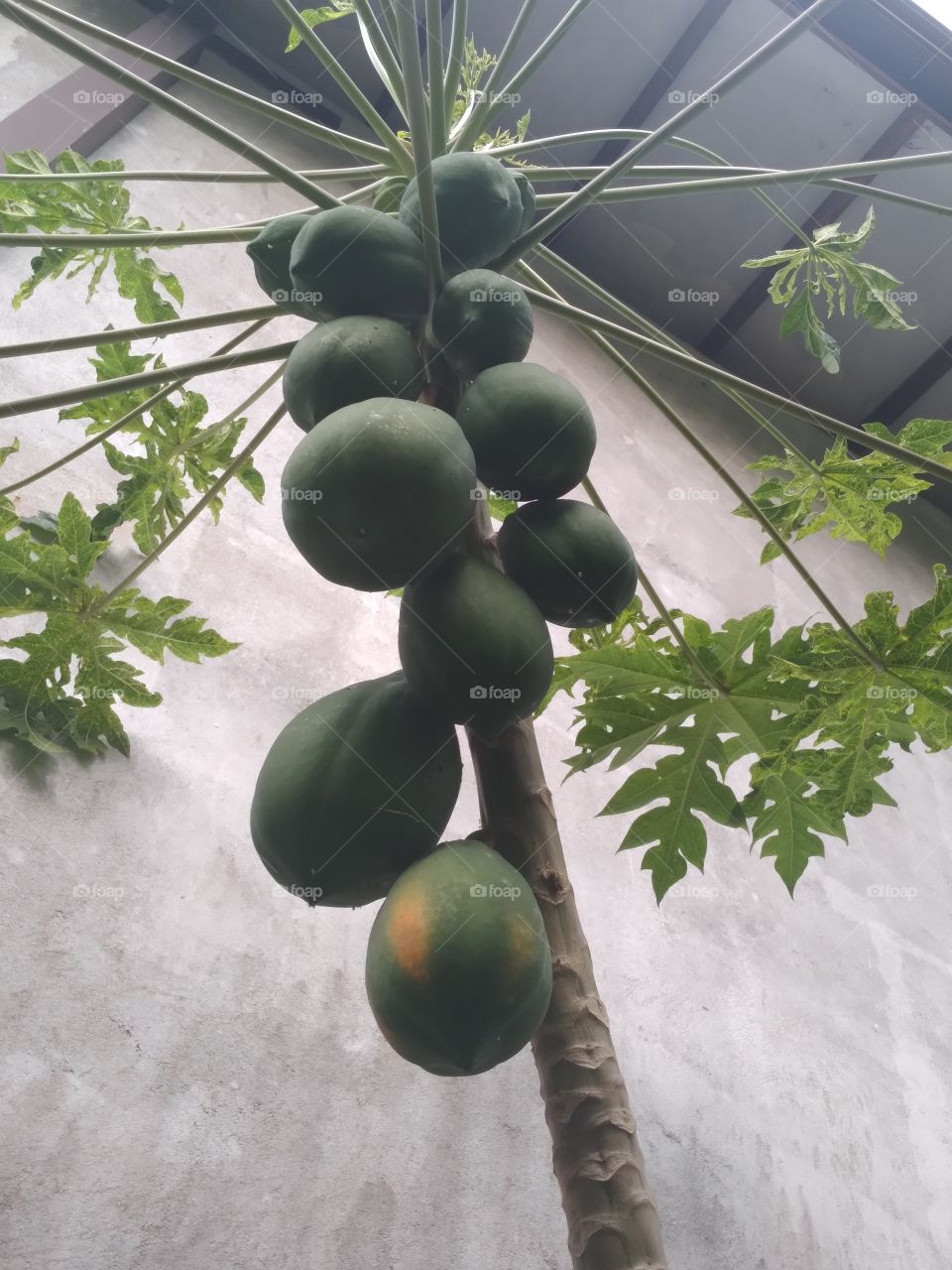 papaya Tree