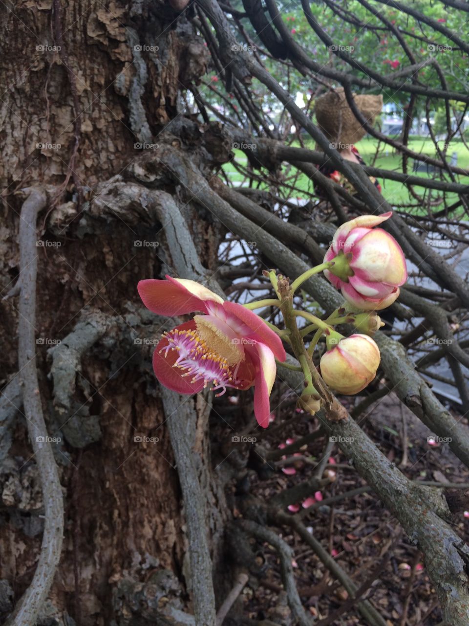 Couroupita guianensis (Cannonball Tree) Lecythidaceae. Location: Esplanade Park, Singapore