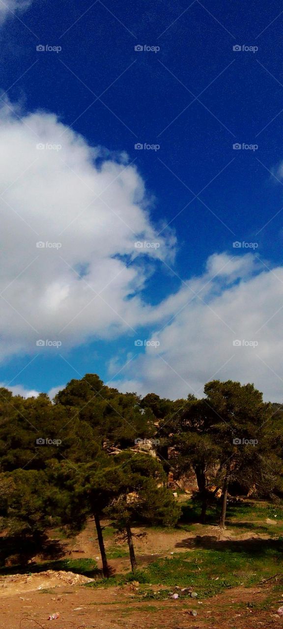 Green forest trees, branches, grasses