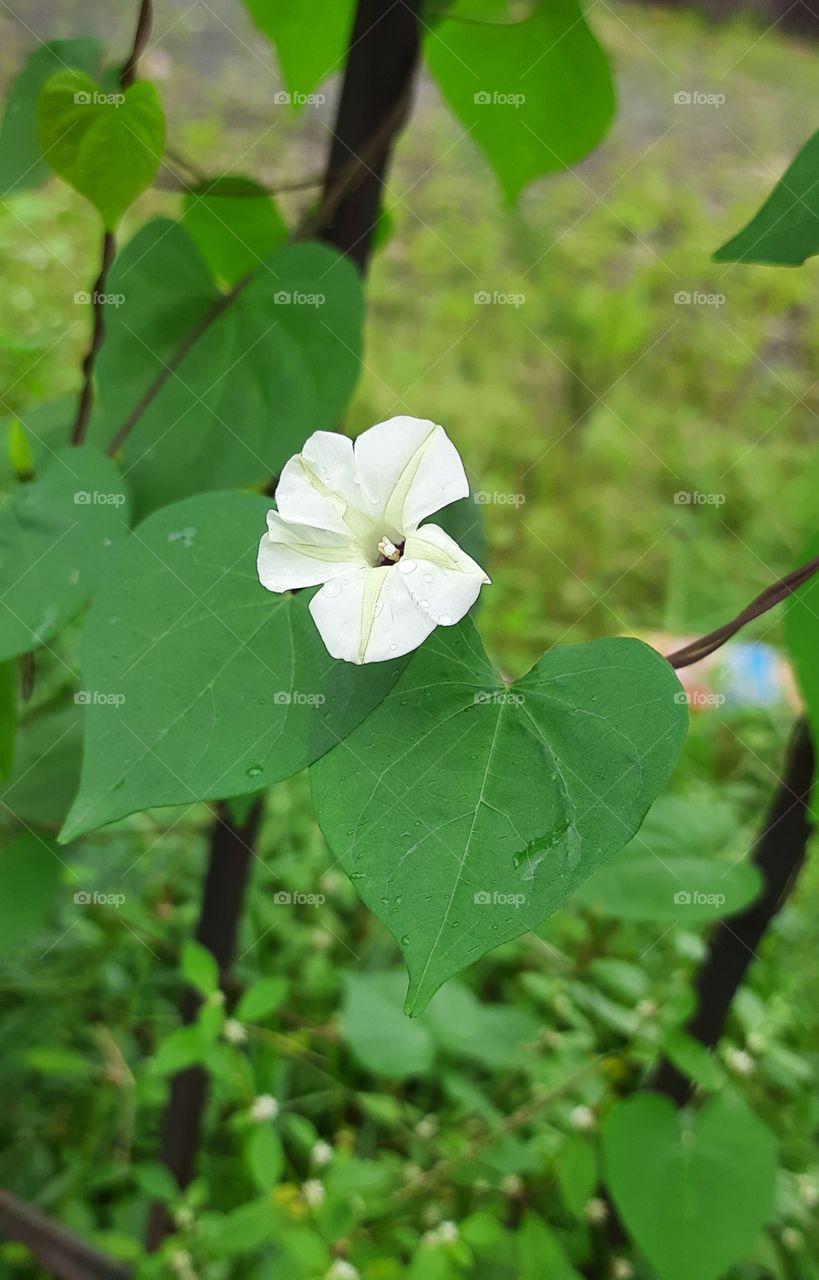 White Beautiful Flower #Original_Content #Natural_Picture # Foap