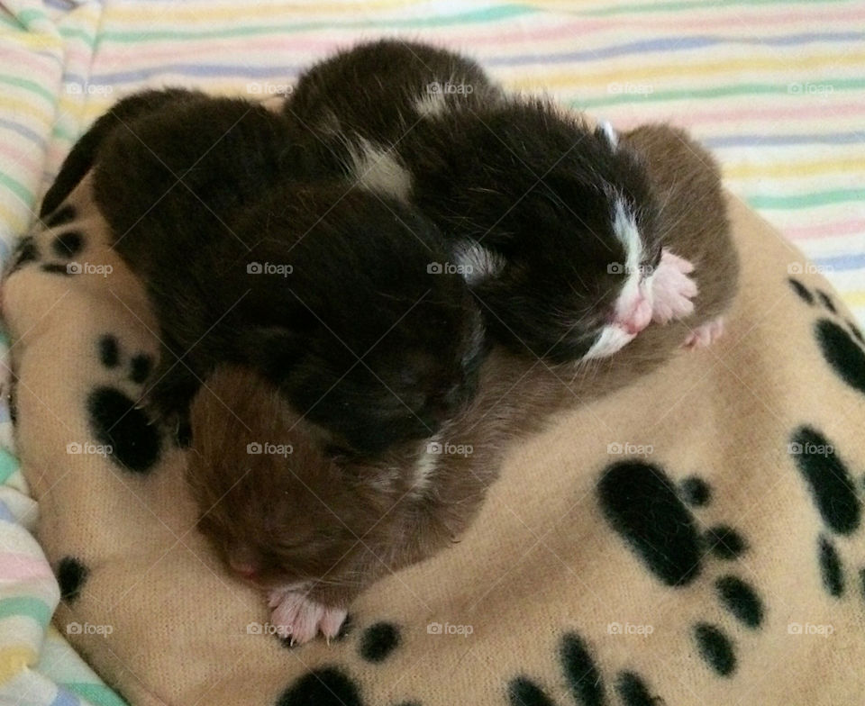 Three kitten . Two day old kittens