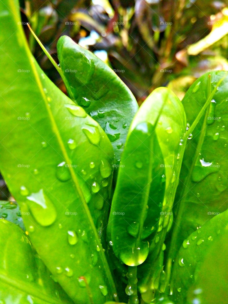 when the rain touches the leaves🍃🍂