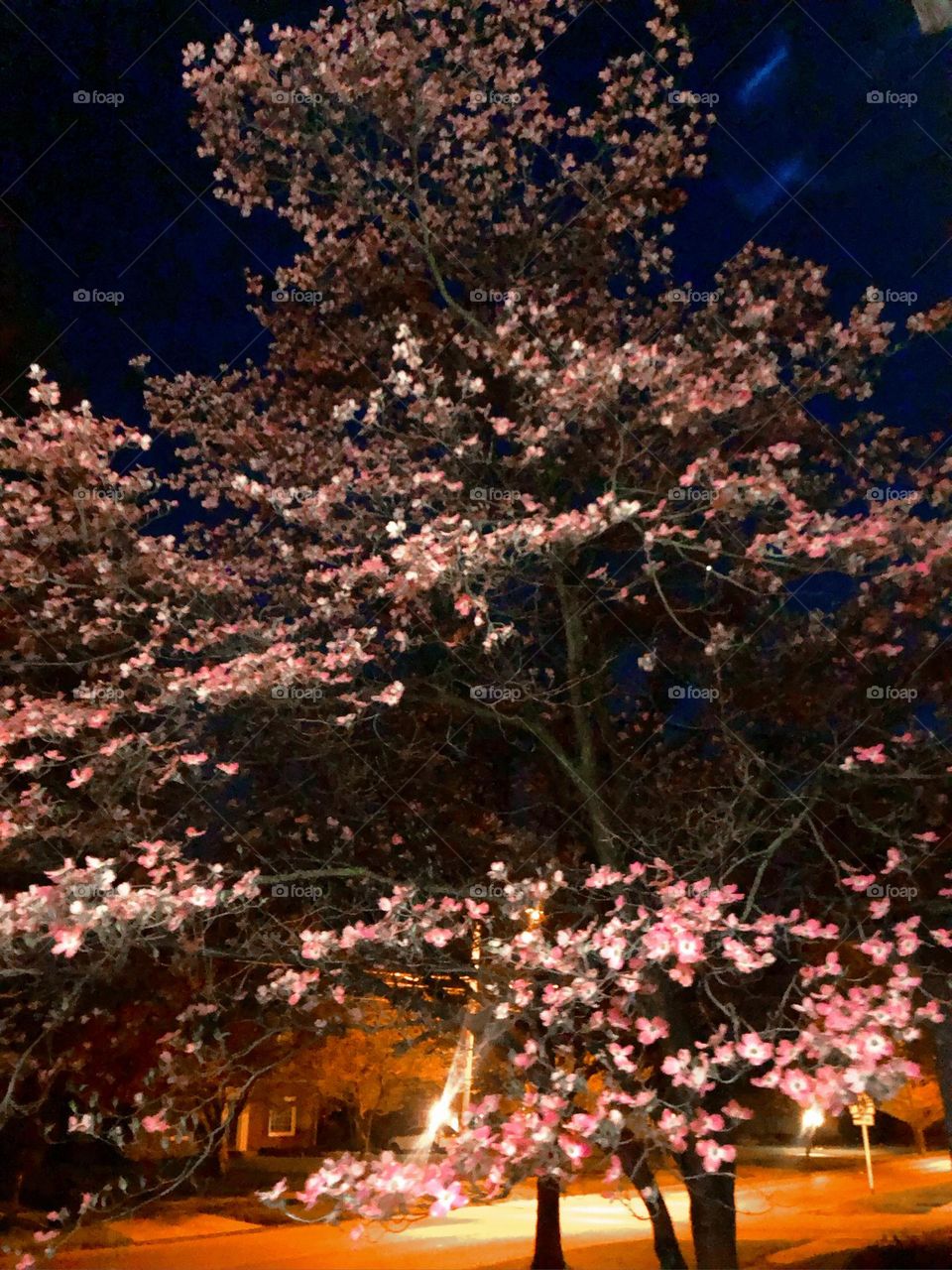 Salmon pink flowers on the branches of a tree 