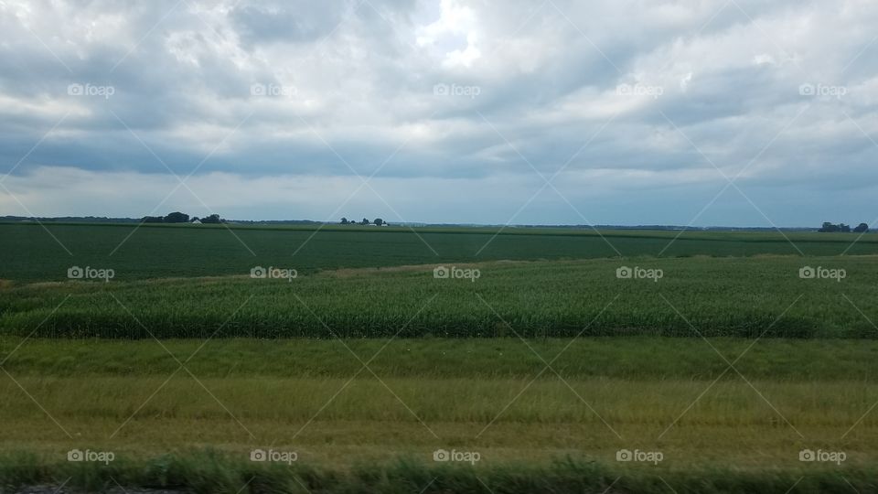 Cornfield on a cloudy day.