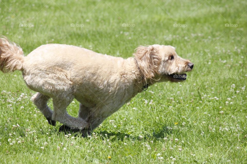 Dog running in grass. This is my dog running in a field. He is a golden doodle 