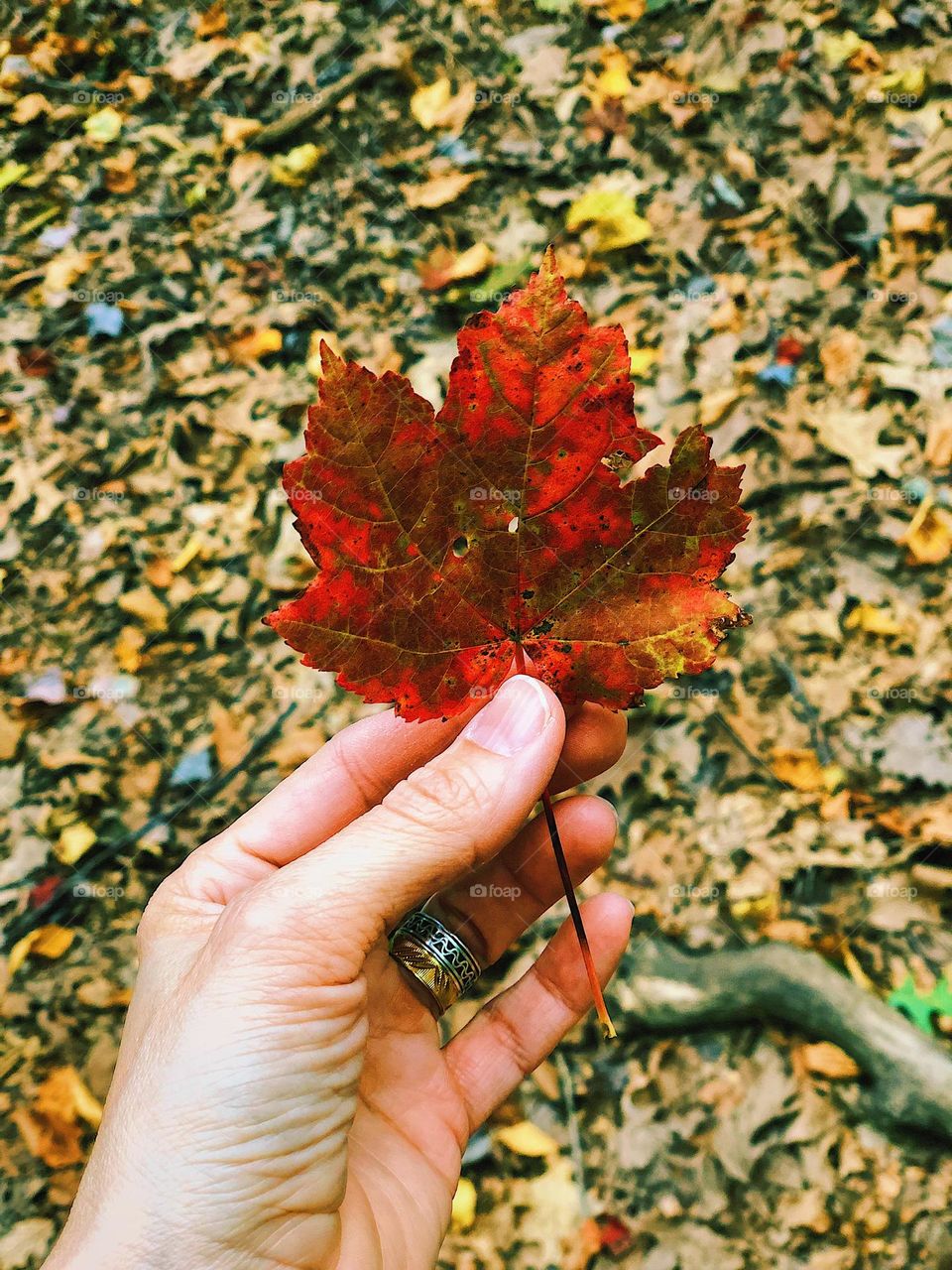 Woman’s hand holding a red leaf among many yellow leaves, searching for colorful leaves in the forest, finding leaves in the woods, making a leaf collection , woman’s hand holding signs of autumn 