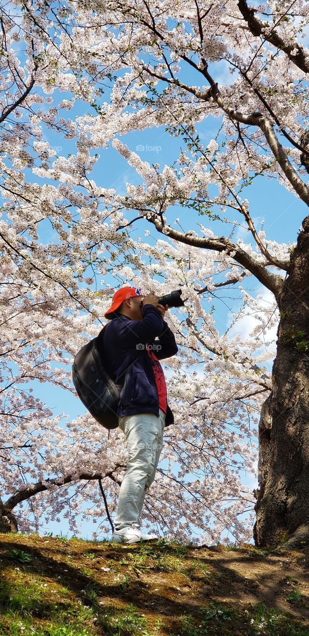 Cherry blossoms