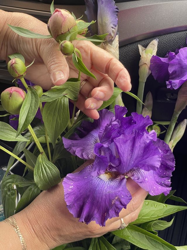 Irish Purple flower. Thoughtful pleasant Gift. 