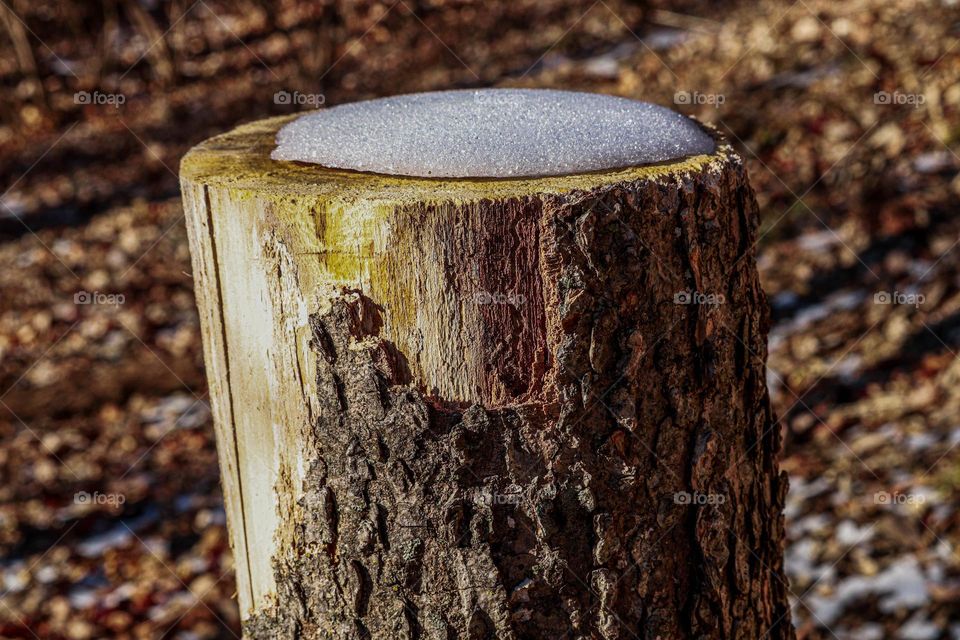 snow on a stump