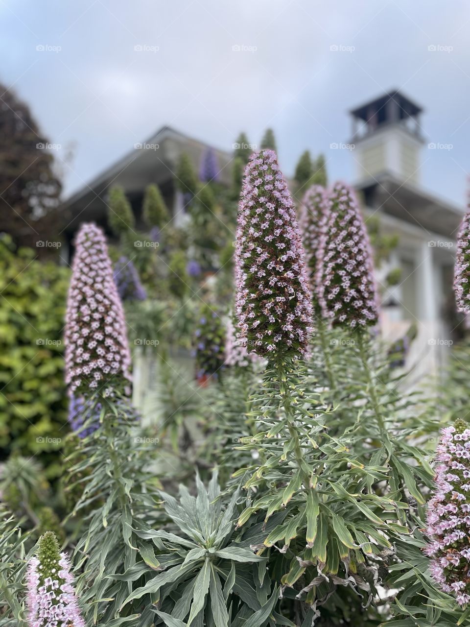 View from below to the very top beach garden 