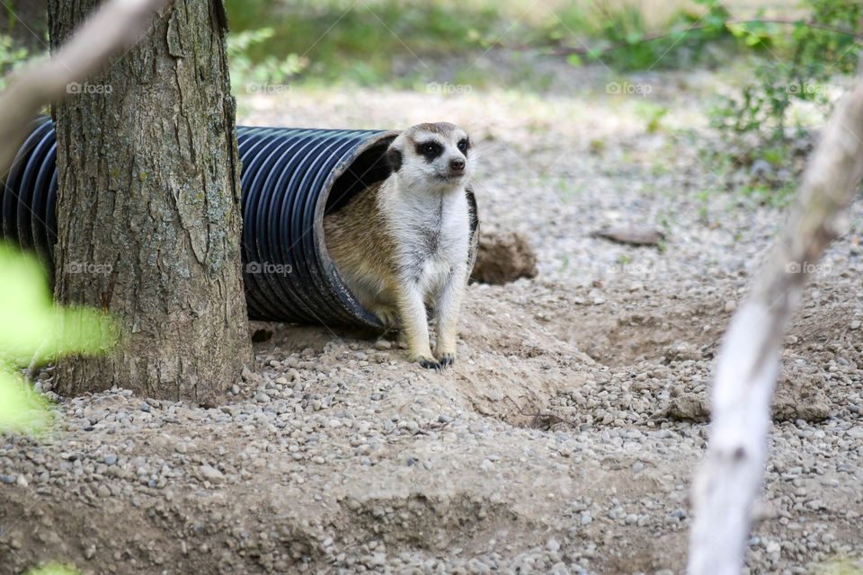 Meerkat half sitting in a tube outdoors