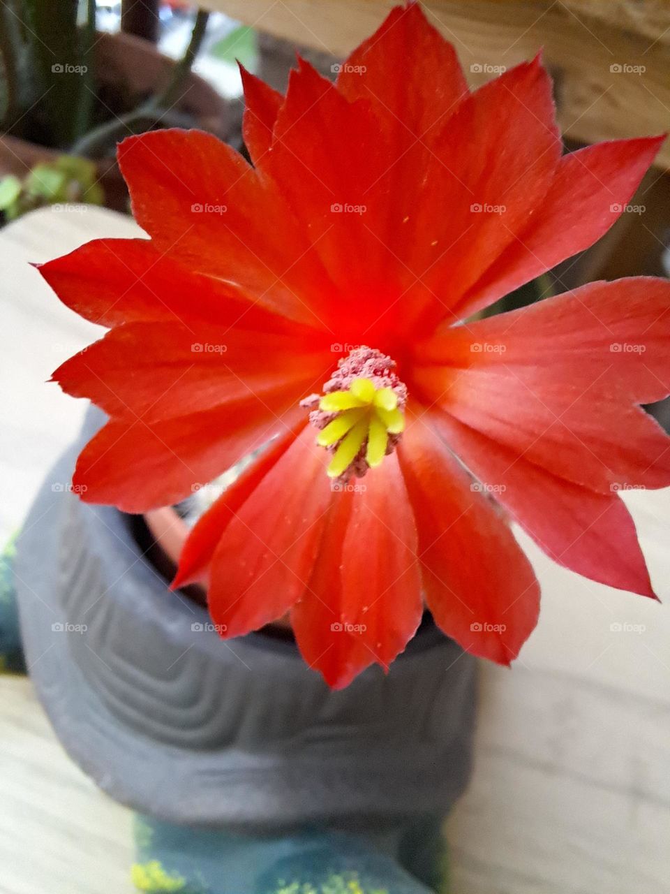 Mi captus floreció 🥰