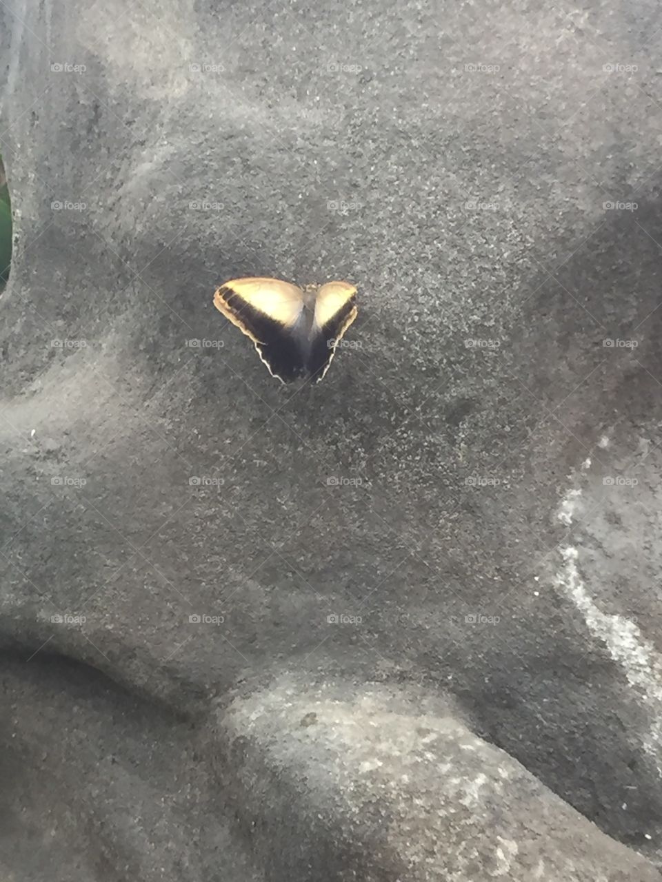 Beautiful Yellow and Black Butterfly on a Waterfall, Water, Rocks, Hope, Life, Love, Vitality, Beauty, Summer, Resilience, Independence, Clarity