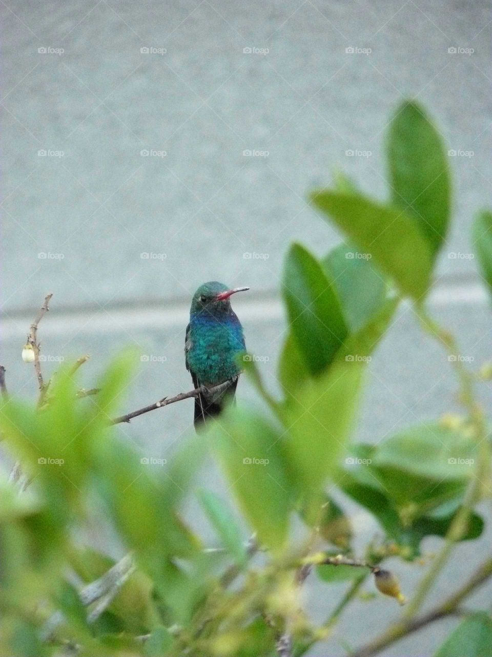 hummingbird