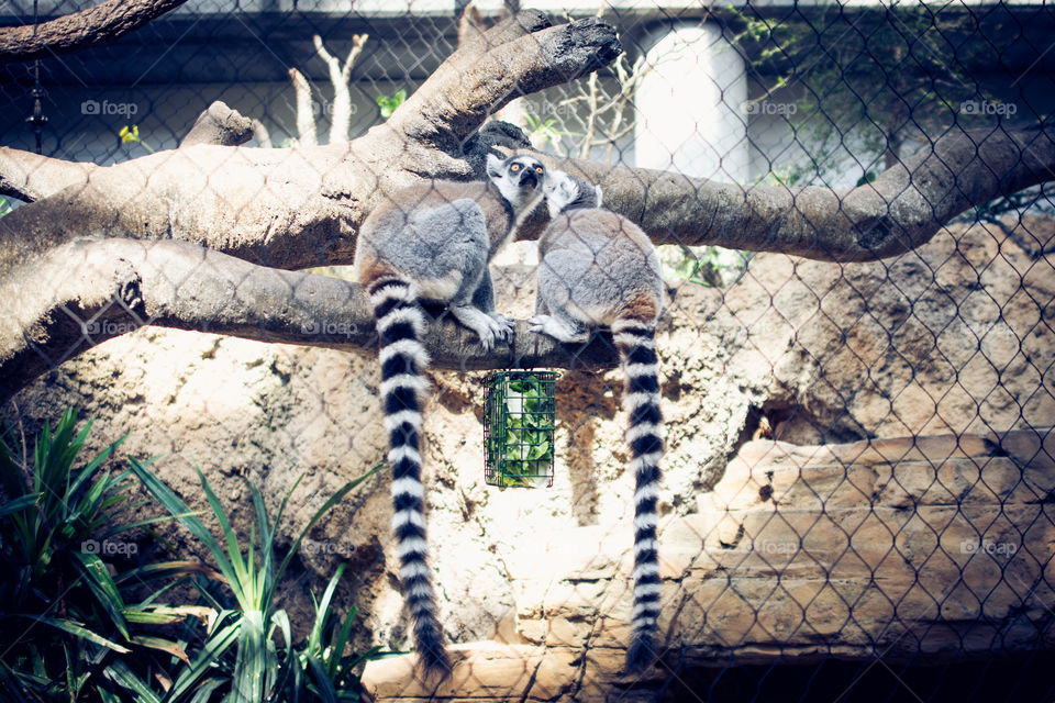 Ring Tail Lemurs Sitting on a Tree Branch at Chattanooga Aquarium 