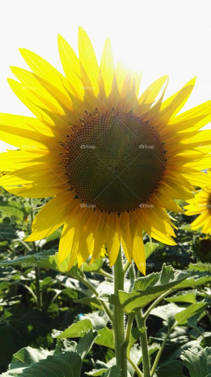 Sunflower