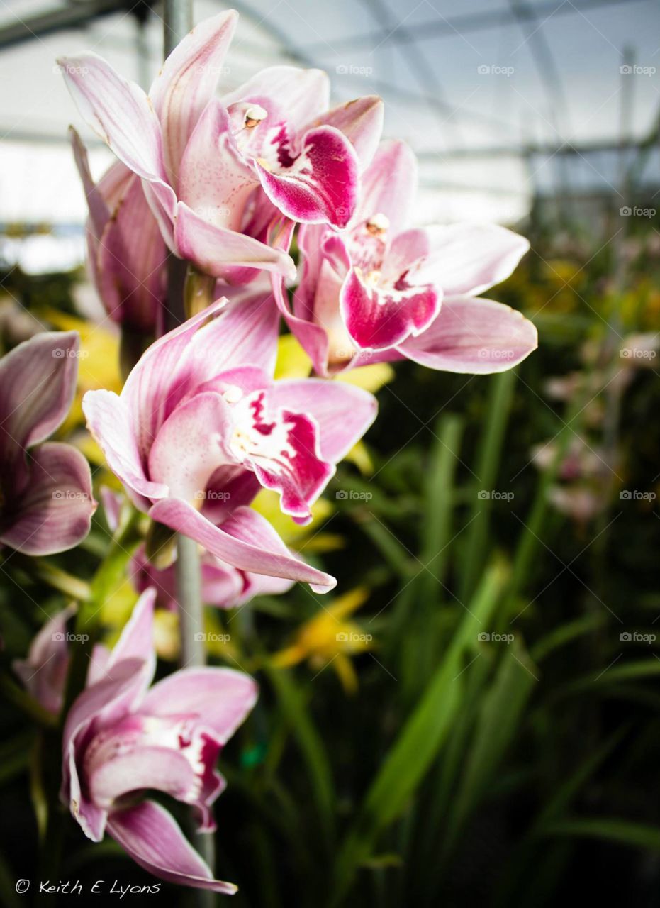 Pink Flowers