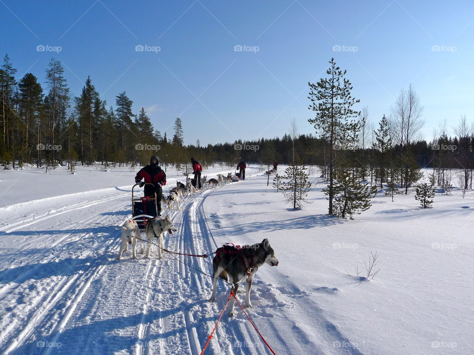 Husky sledge tour in Finland - so much fun to glide through the quiet landscape 