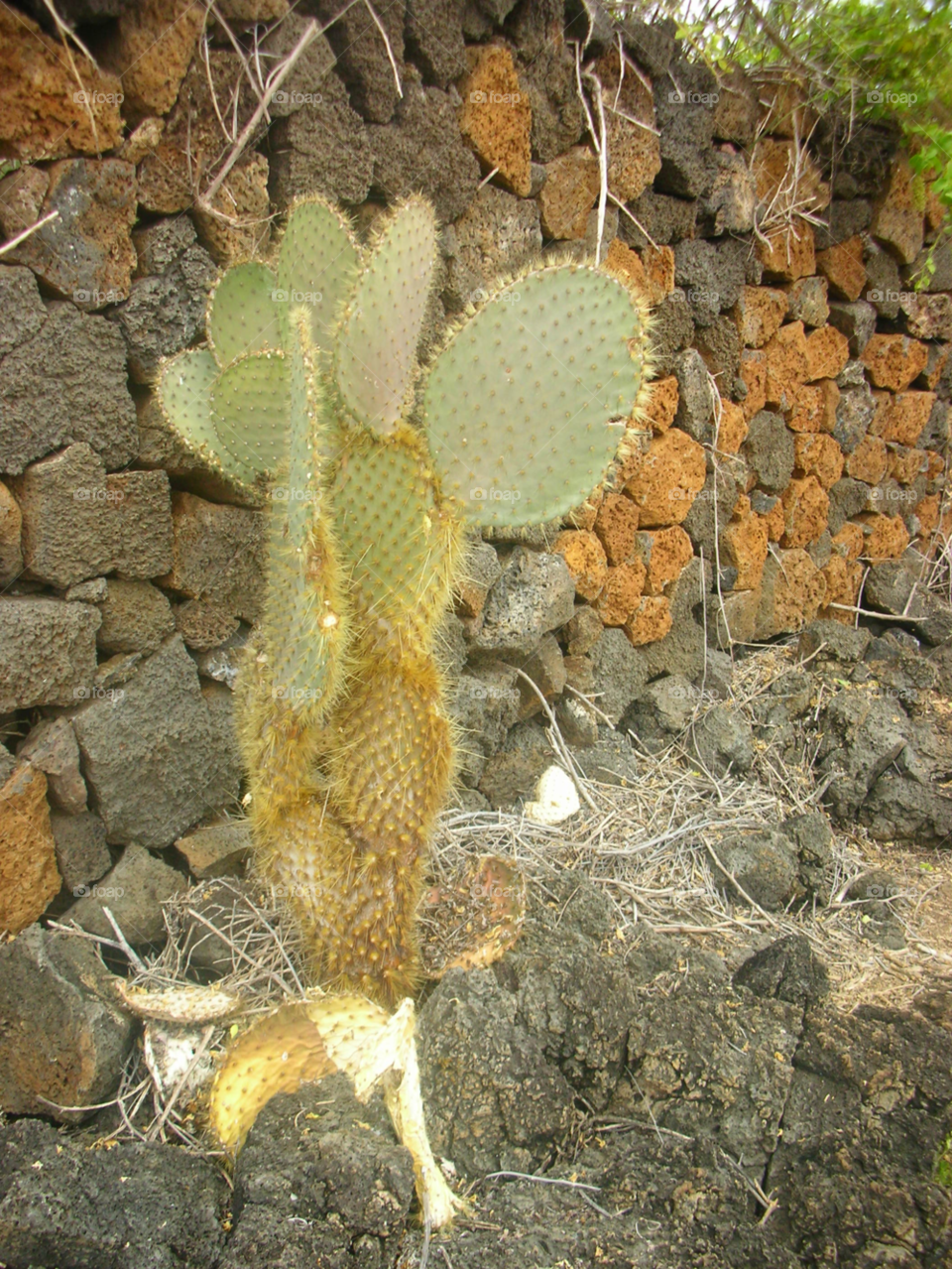 plant cactus wildlife vegetation by izabela.cib