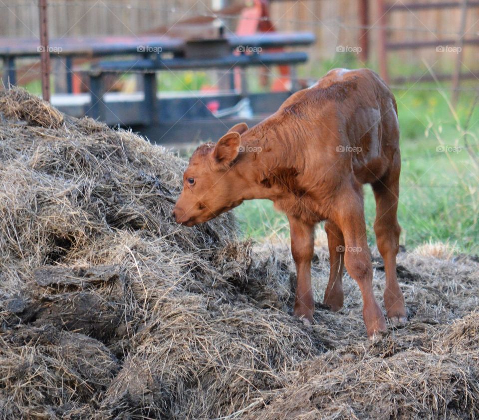 Calf eating grass