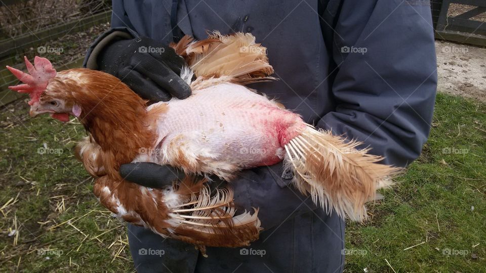 Awful consequences of battery chicken torture
