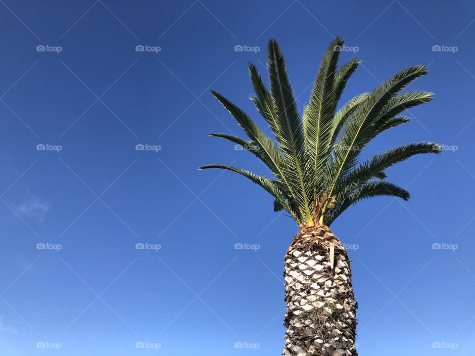 Palm tree over a clear blue sky 