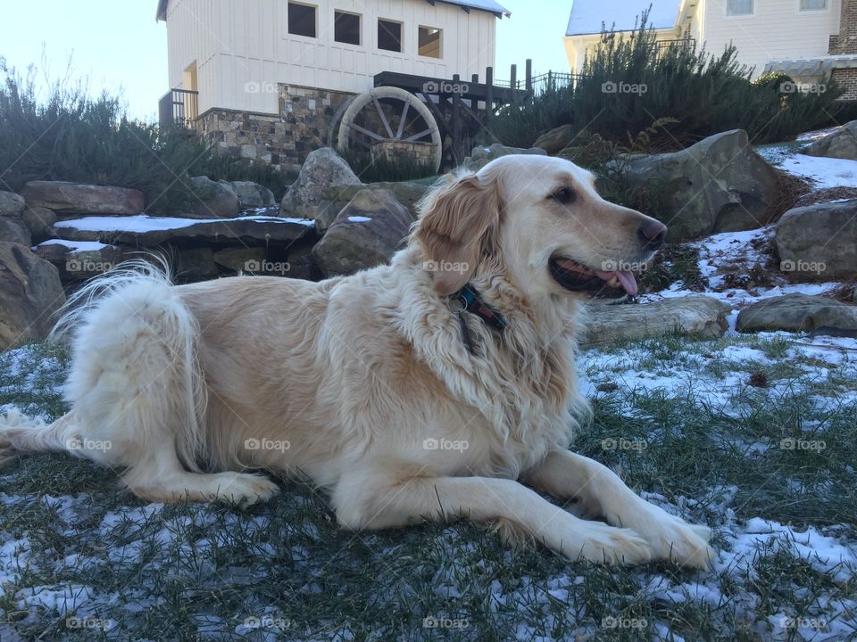 Dog sitting on grass in winter