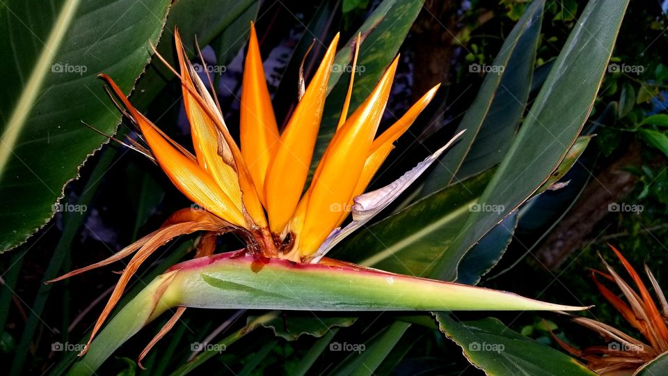 bird of paradise