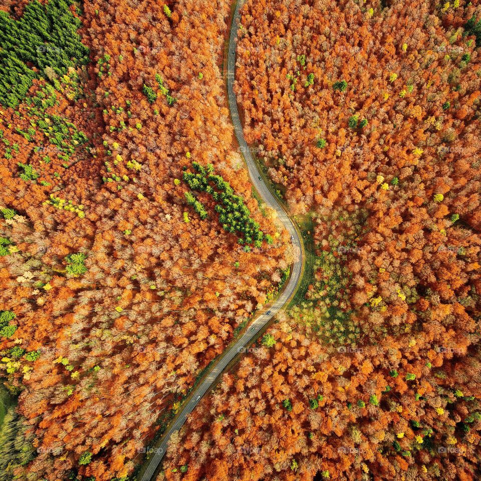 Magical Forest in Germany during Fall