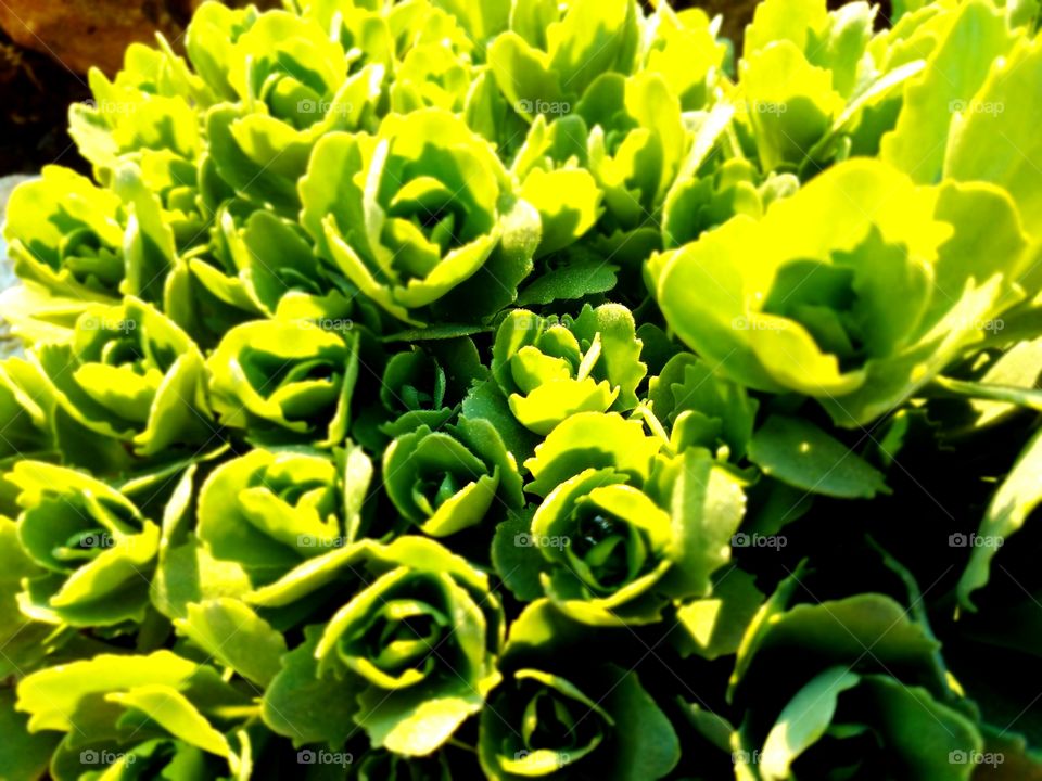 Loving the Spring Flowers in our Yard