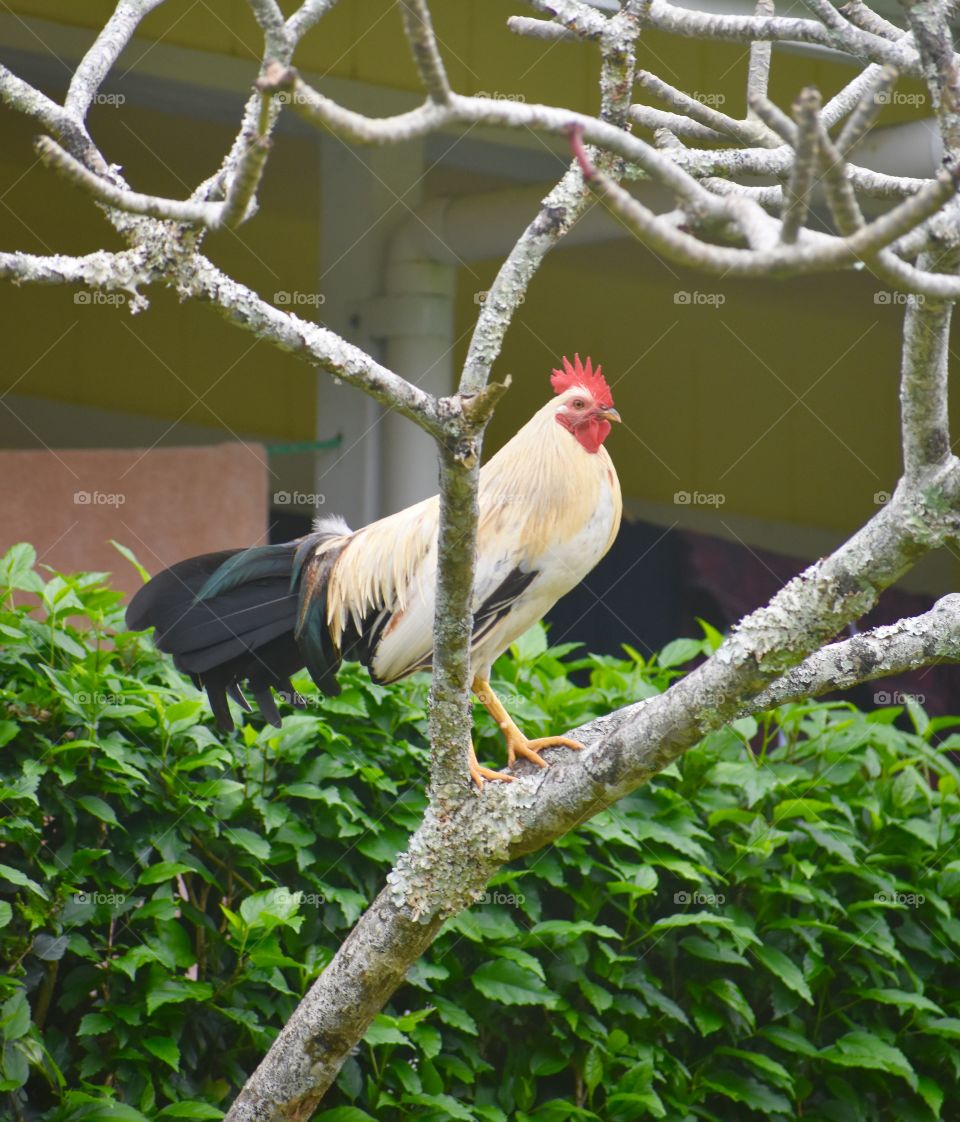 Rooster in a tree crowing in the afternoon.