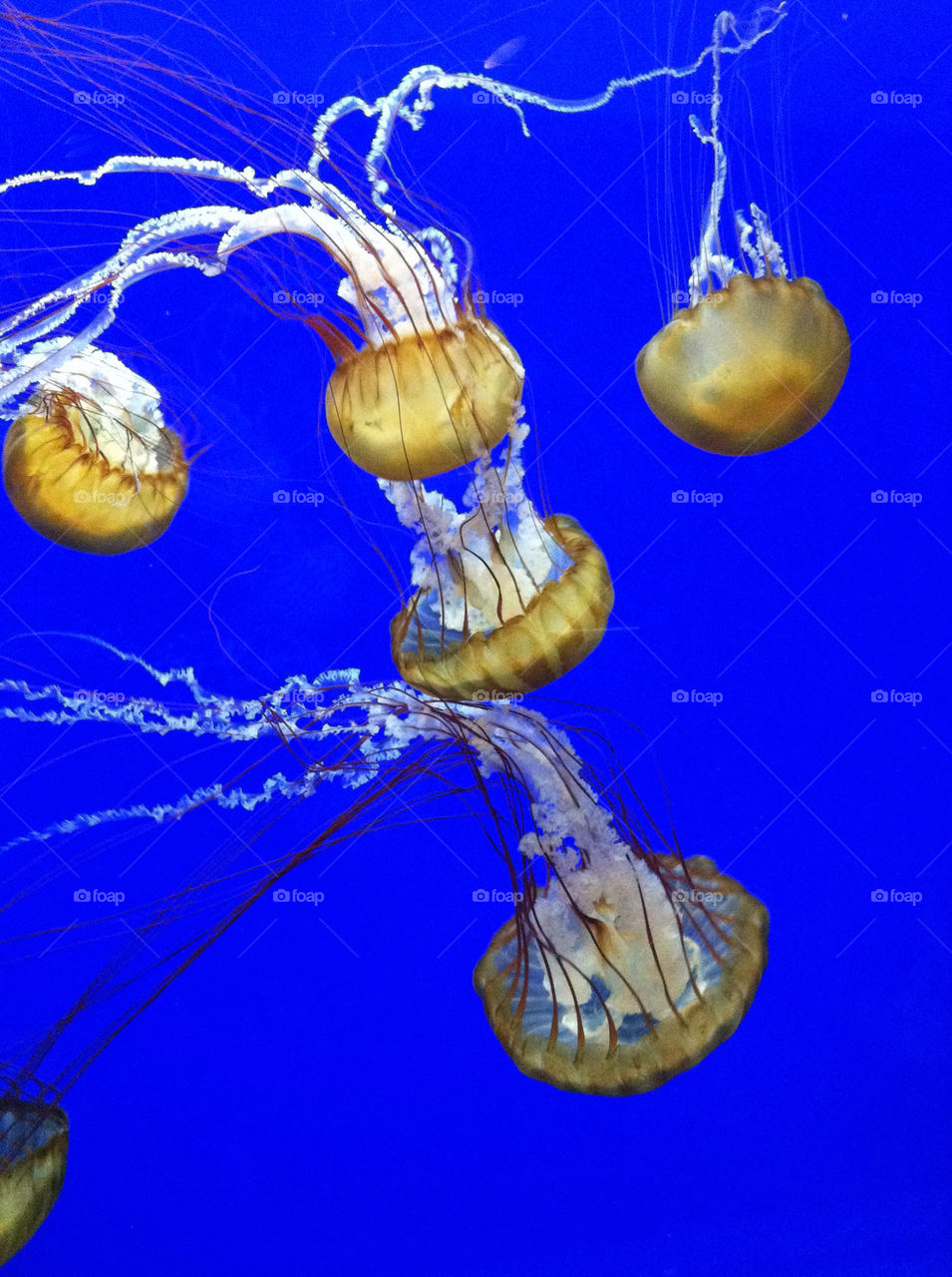 ocean sea animals jellyfish by pegprice