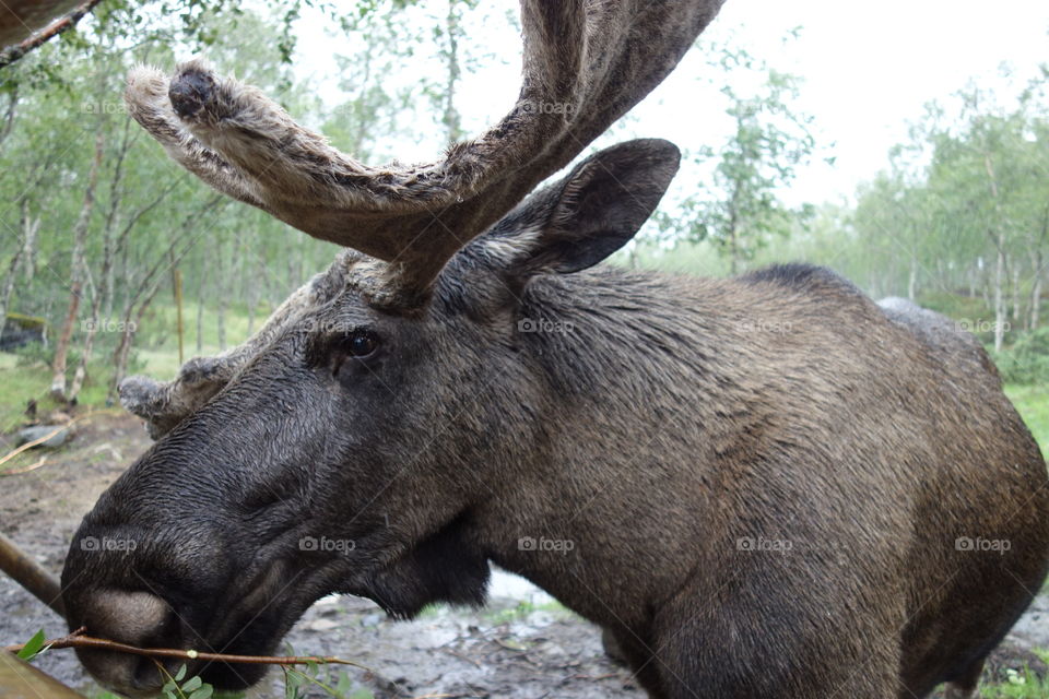 Norwegian Moose