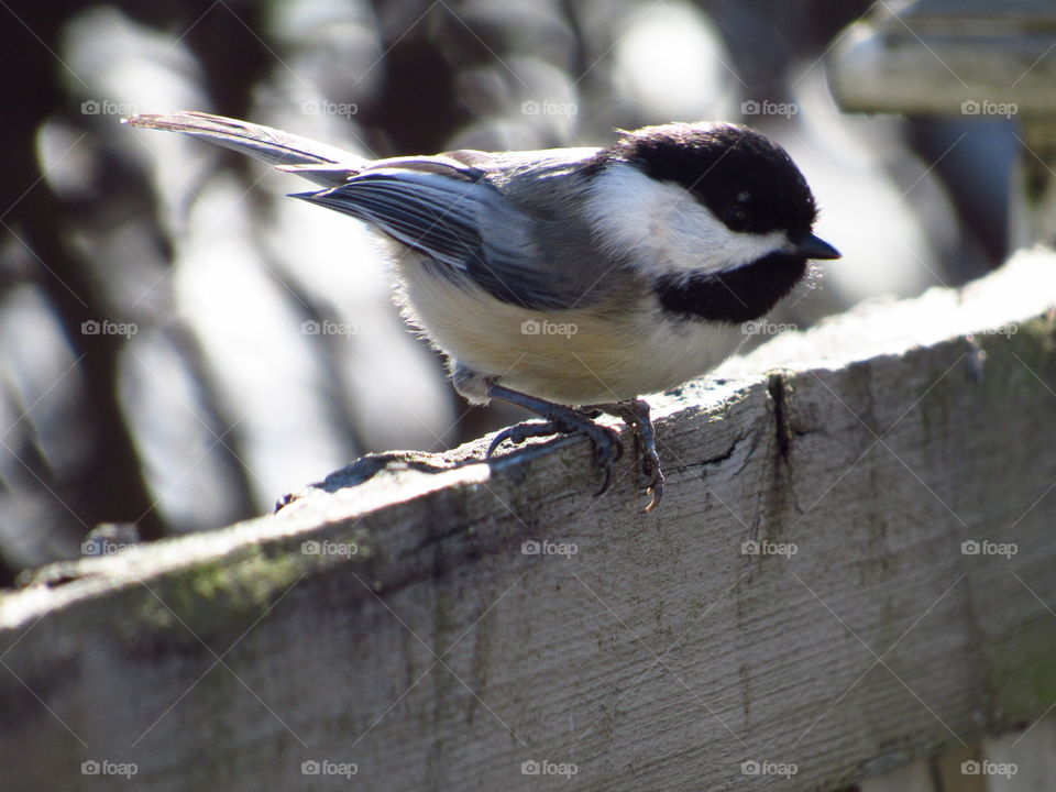 Black Capped Chickadee 